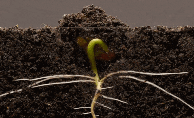 BioSeed kích rễ bung đọt