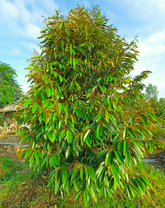 Sầu riêng sau khi dùng