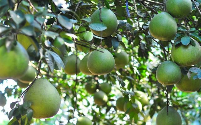 Trái cây sau khi dùng BioSeed